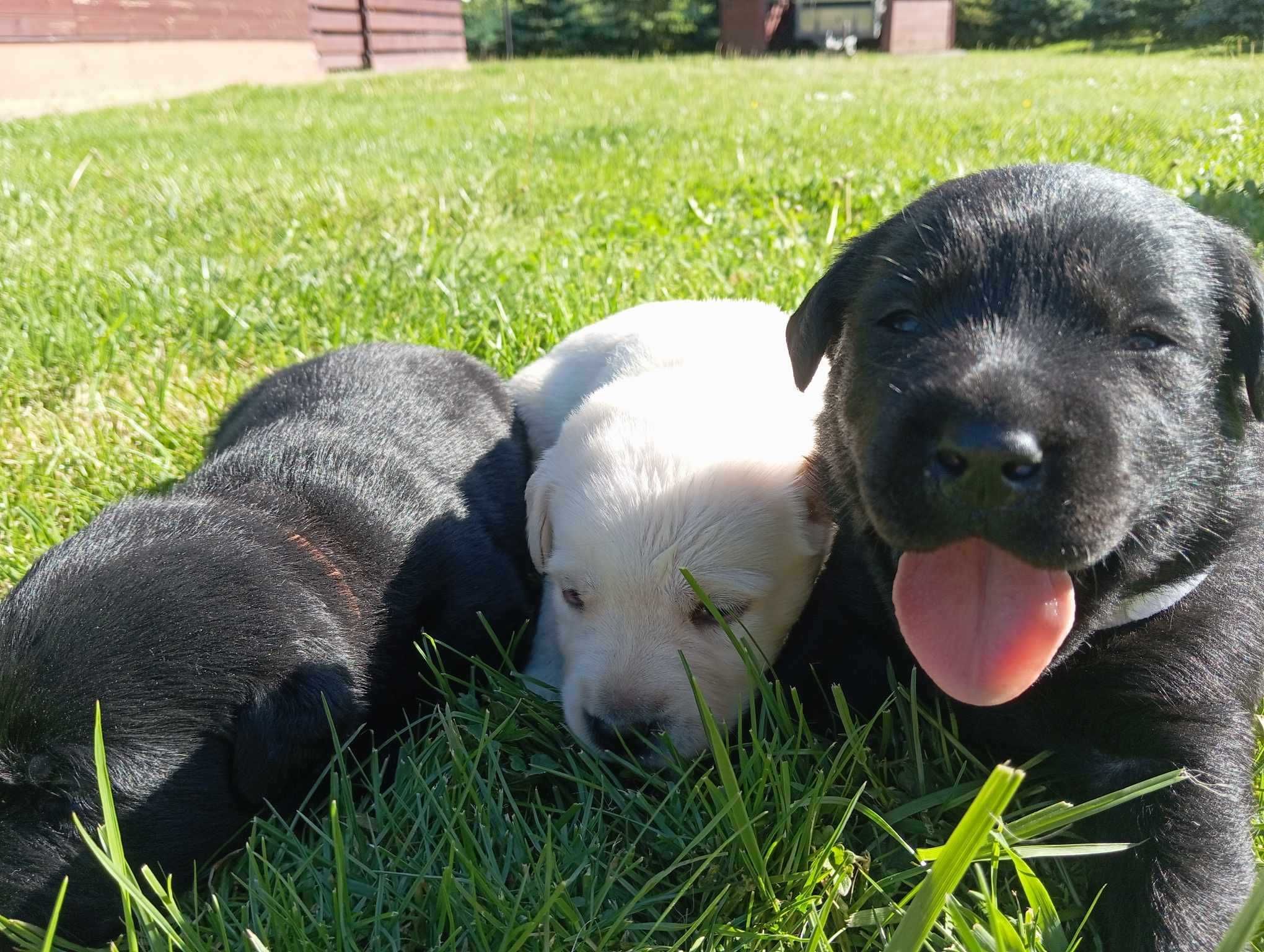 Suczka Labrador Retriever-biszkoptowy szczeniaczek.