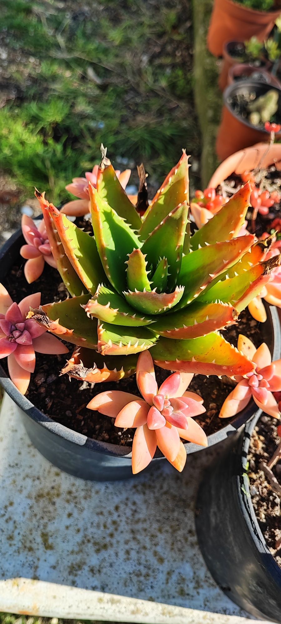Planta suculenta
