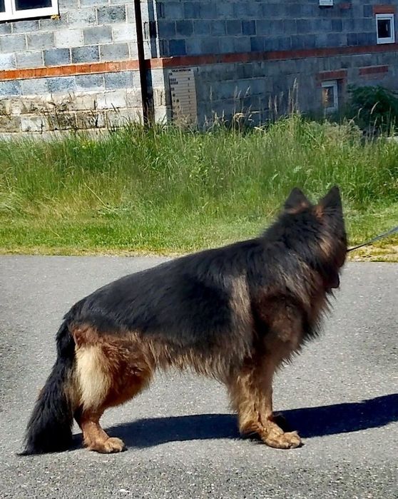 Pies Owczarek Niemiecki Długowłosy