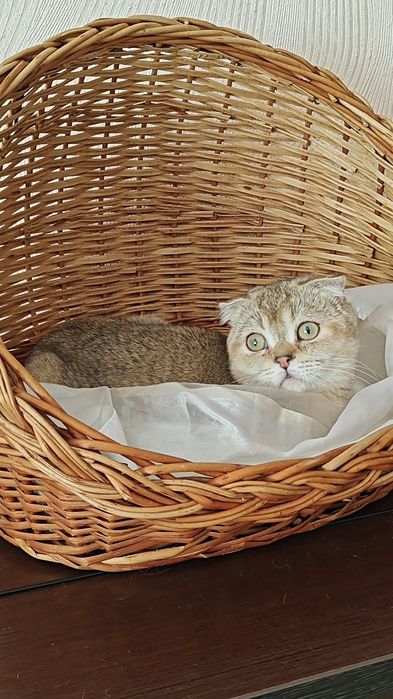 Вислоухая девочка от золотой шиншиллы