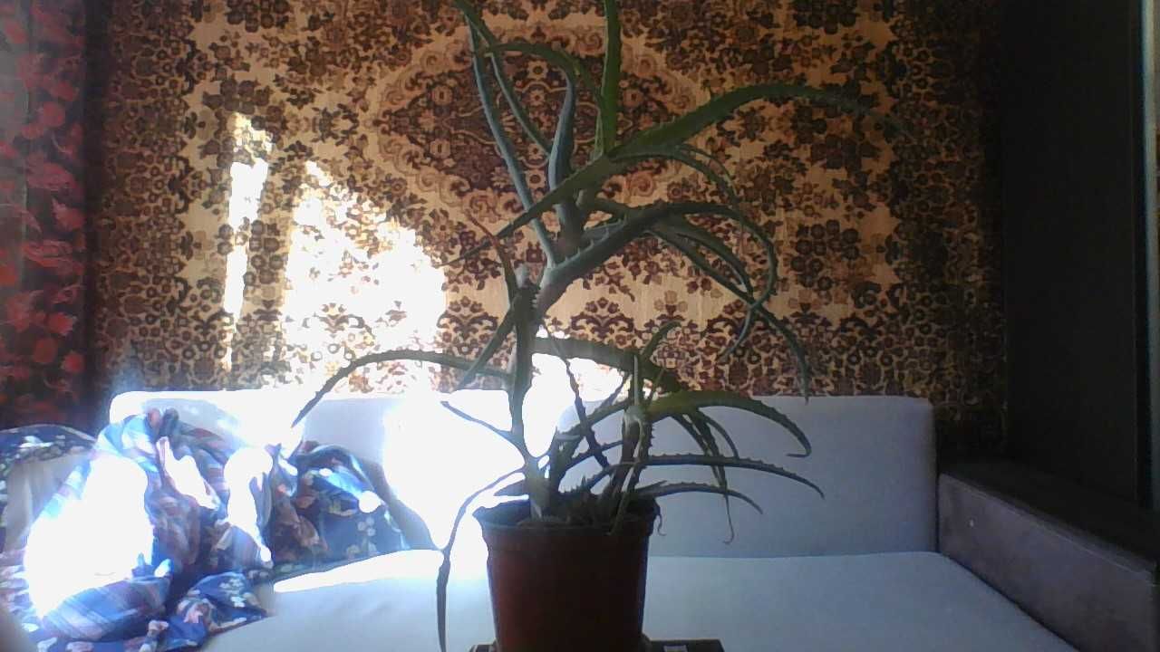продаются цветы алое