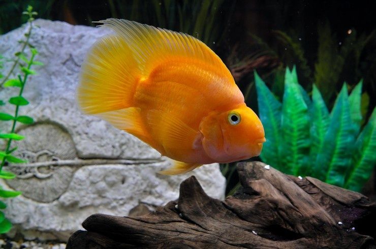 Тригібридний папуга (Parrot cichlid)