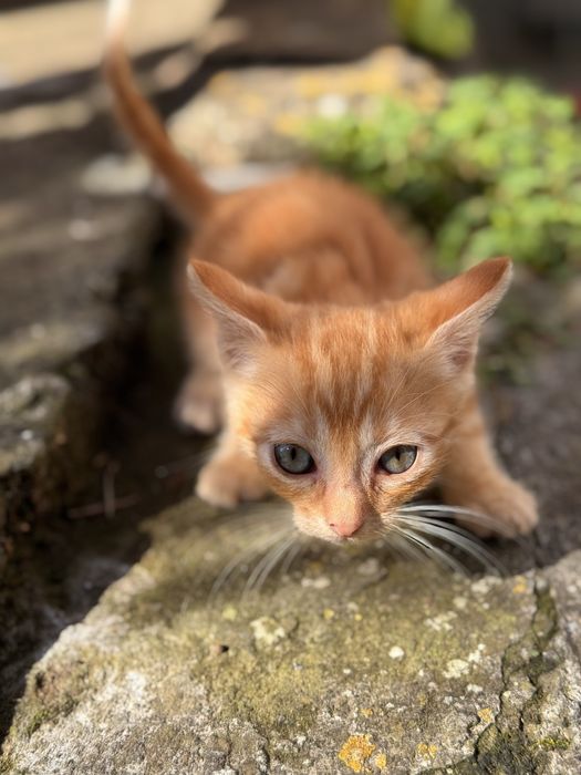 Gato com 3 meses