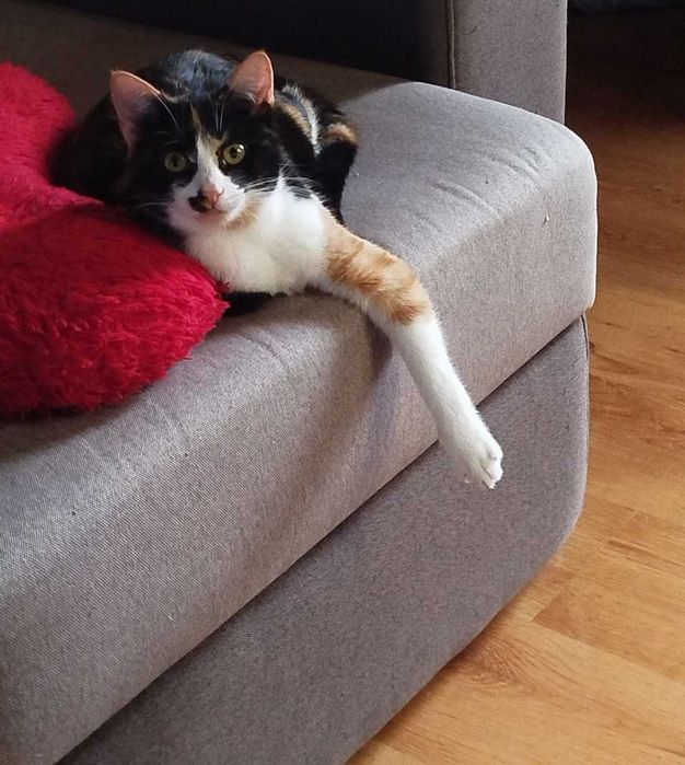 Кошечка 6-7 месяцев