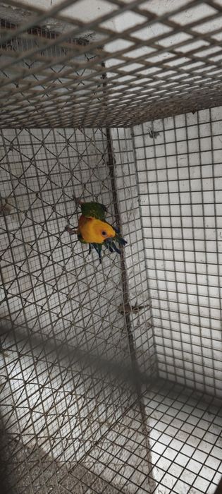 Ring necks Fêmea Adulta , Jandaya Fêmea, Aratinga sol