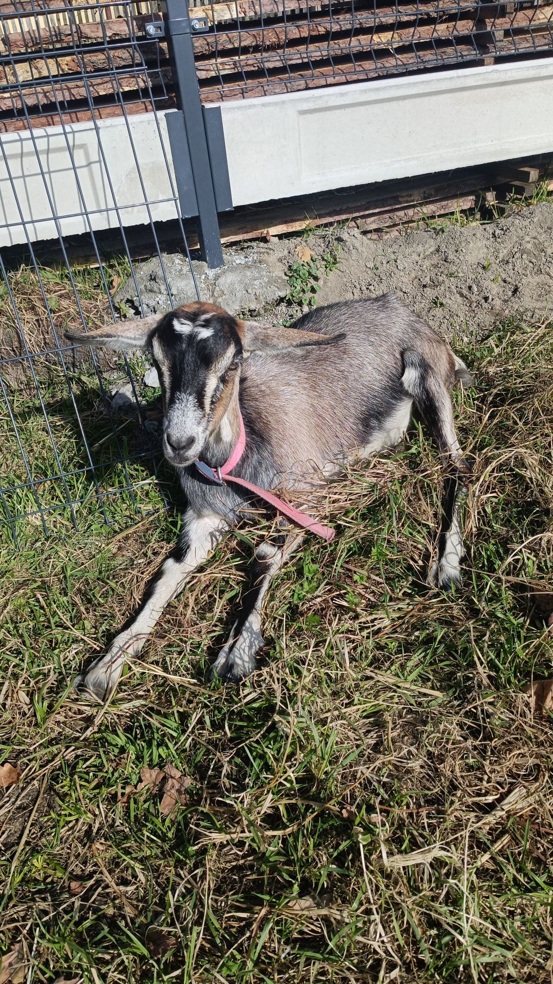 Królikarnia mini zoo kucyk