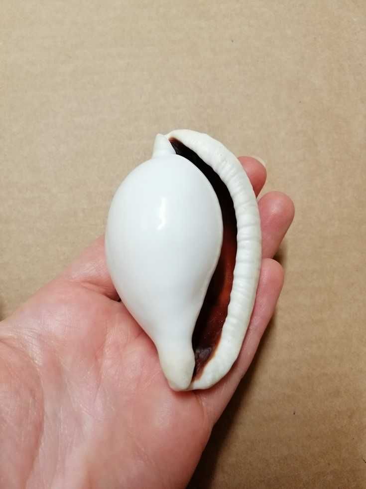Muszla porcelanki jajowej, porcelanka jajowa Ovula ovum, muszla morska