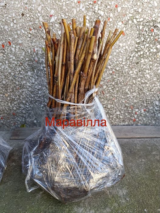 Саджанці малини Маравілла