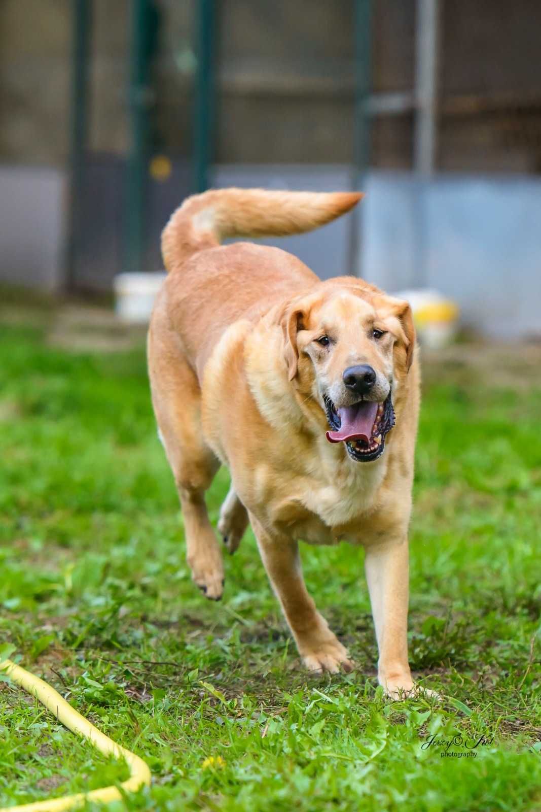 Bezowy psiak w typie labradora - super pozytywny