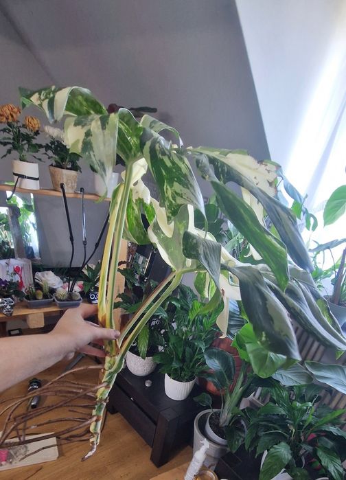 Monstera variegata