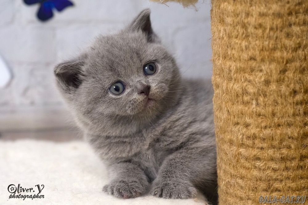 Британская кошечка