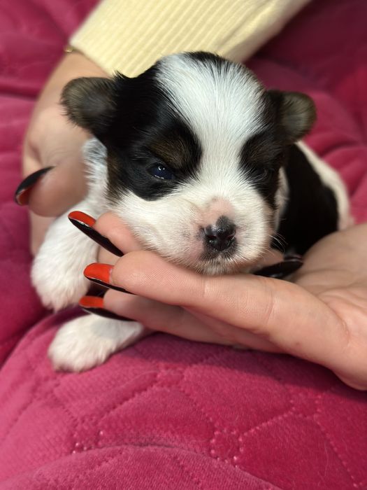 Yorkshire Terrier Biewer