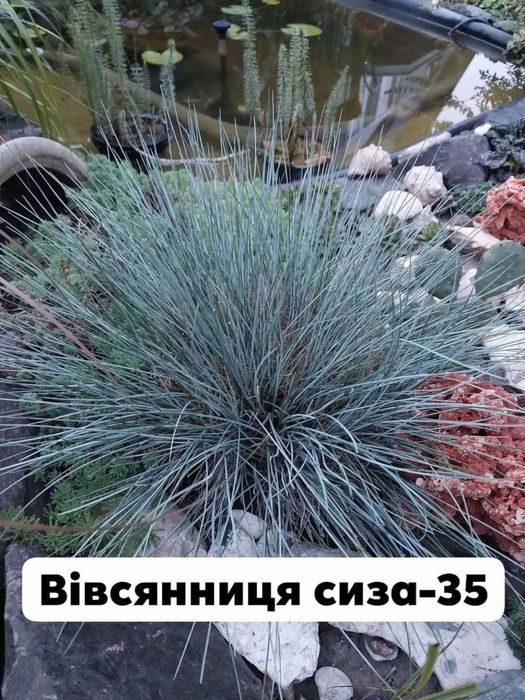 Багаторічні садові рослини