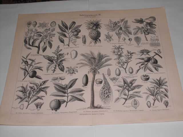 Rośliny, Kwiaty , Botanika   oryginalne XIX w. grafiki do aranżacji