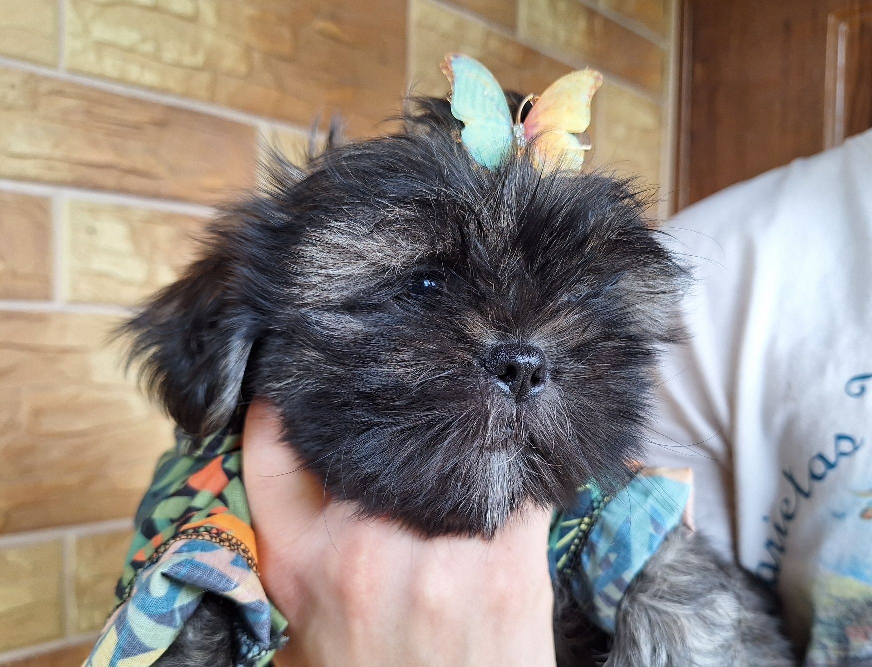 Shih-Tzu piesek brązowy
