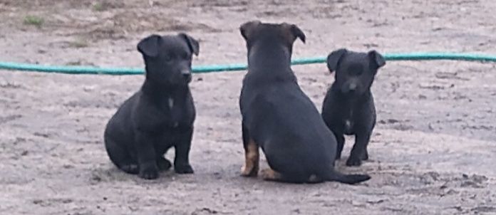 Wydam pieski w dobre ręce