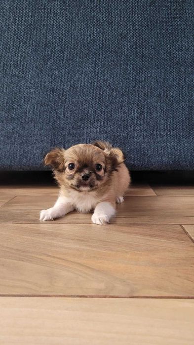 CHIHUAHUA Piękny długowłosy piesek urodzony 10.09.2025 r