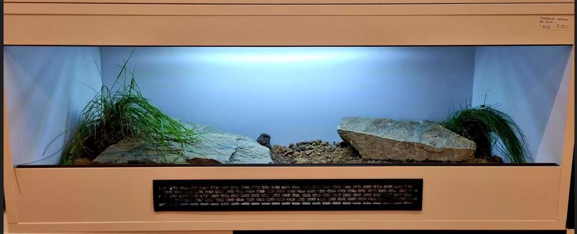 Terrarium żółw grecki stepowy lądowy