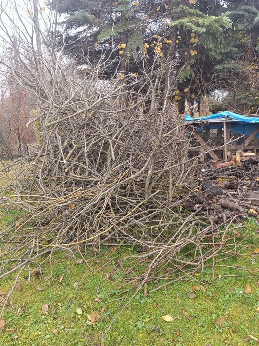 Oddam za darmo gałęzie, drzewo - dopłacę za wywóz