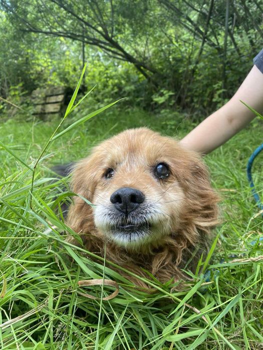 Dingo - starszy mały grzeczny piesek ze schroniska