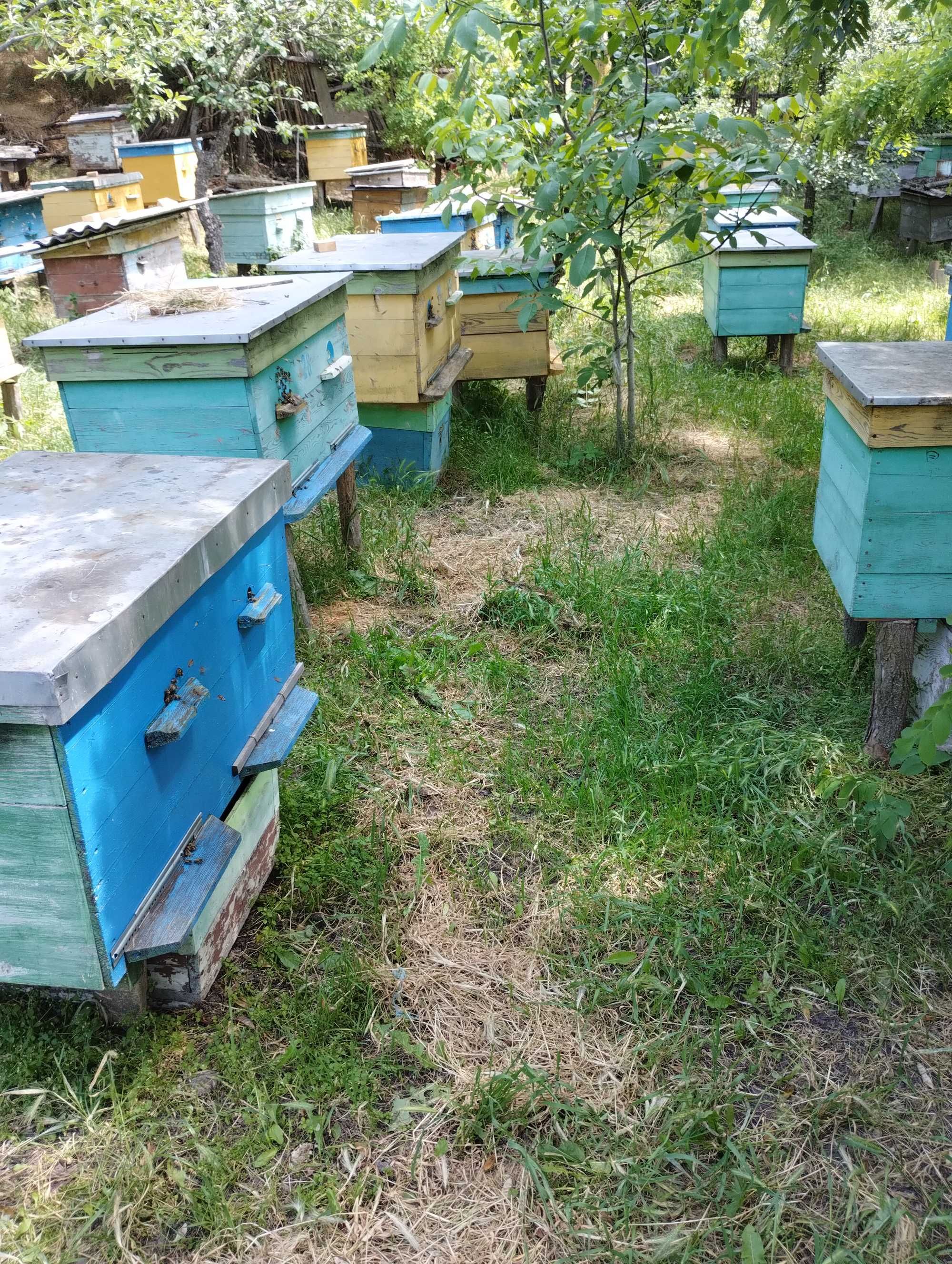 Продам бджолосімї з вуликами
