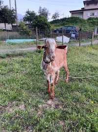 Bode florido com 1.5 anos raça de 3