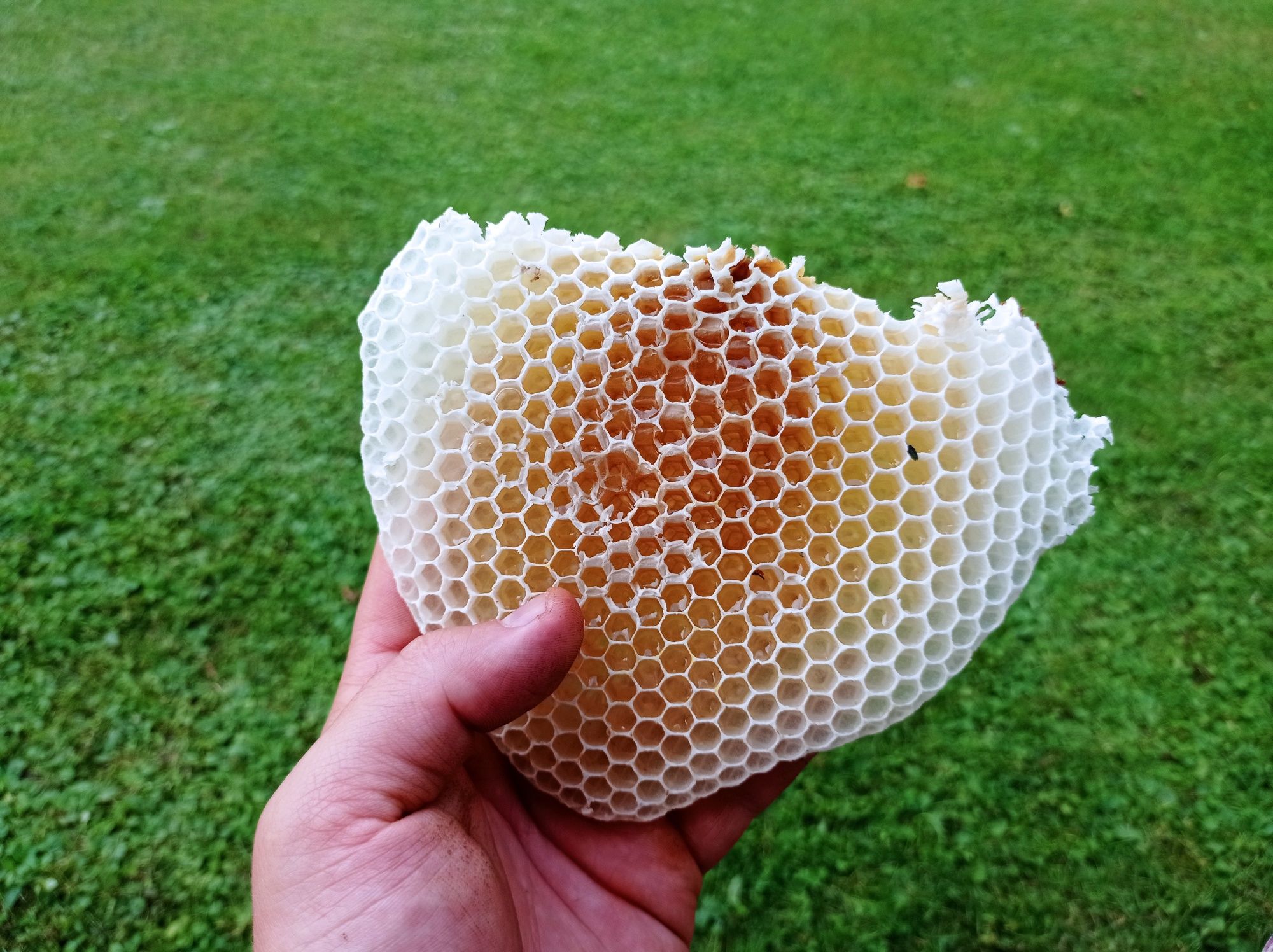 Miód pszczeli naturalny