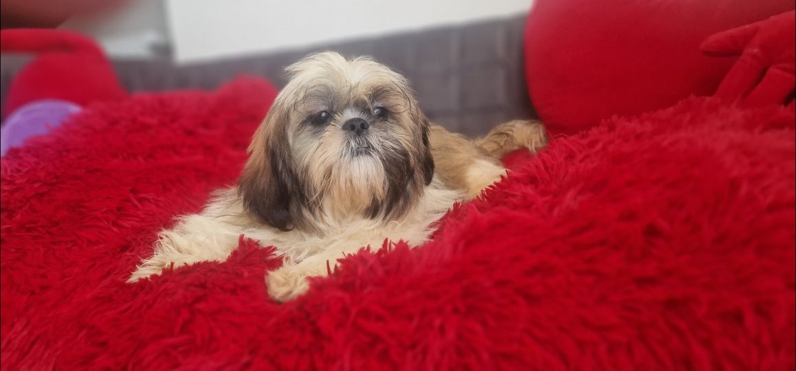 Shih tzu  tricolor