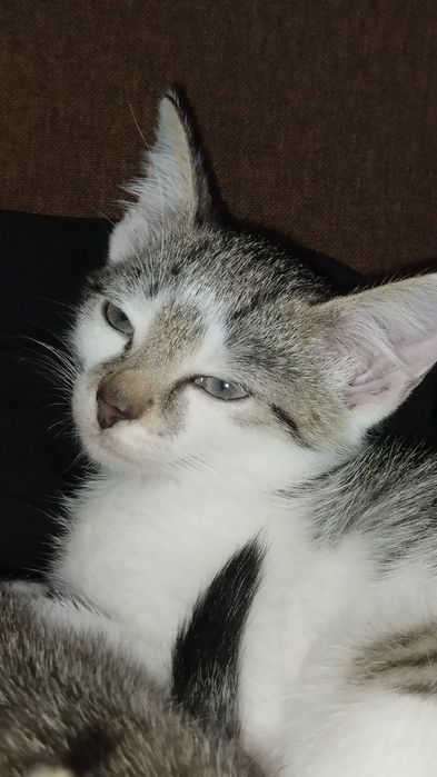 Odam za darmo kotków w dobre rence