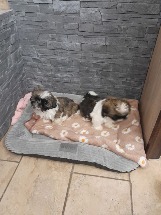 Śliczny piesek Shih Tzu