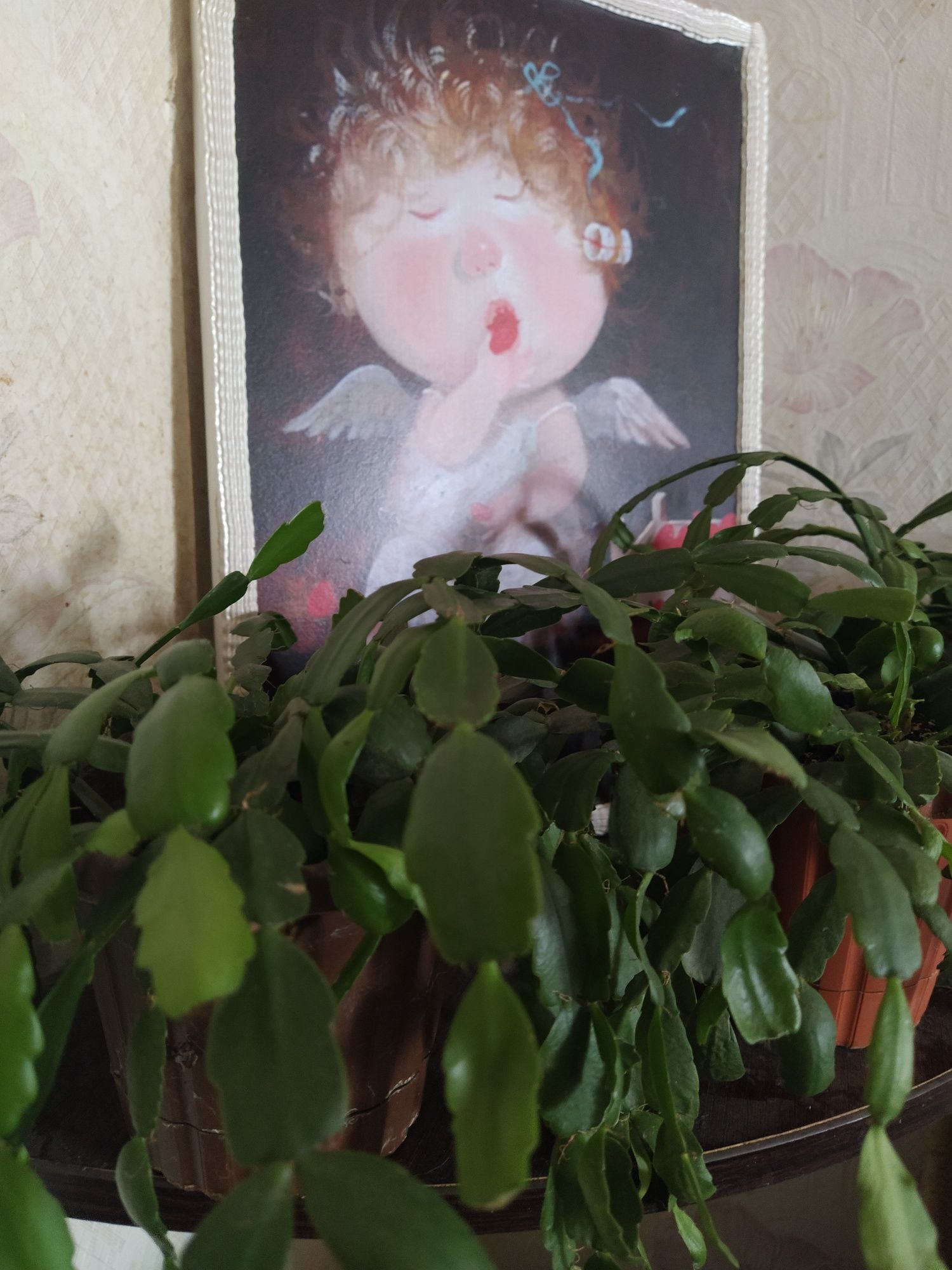 Распродажа  Шлюмбергера, Спатифиллум Алоэ Вера, Драцена