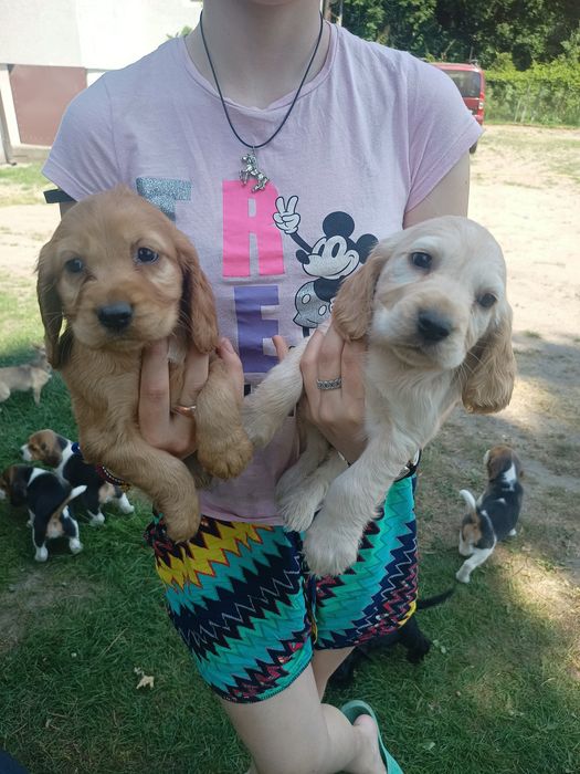 Cocker spaniel słodziaki