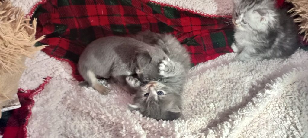 Chihuahua, mini piesek,  szczeniak