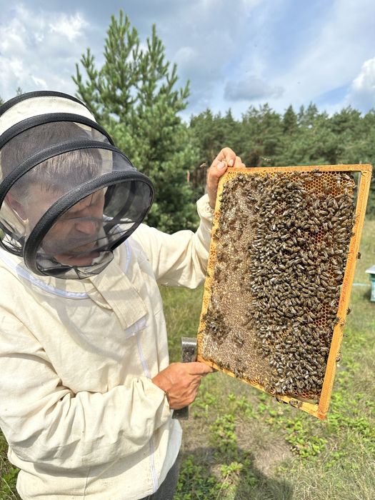 Бджолопакети карпатської породи
