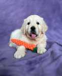 Piesek/chłopiec | Golden retriever | Metryka ZKwP | Badania dysplazja