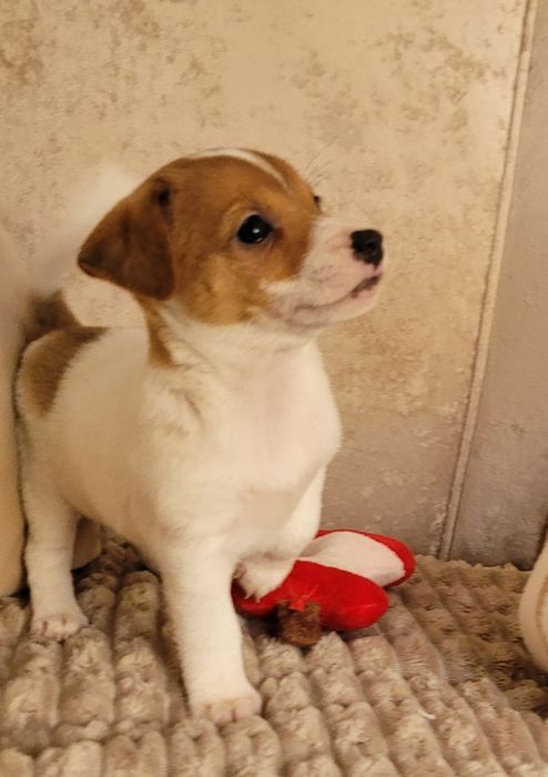 Jack Russell Terrier Śliczny Szczeniak Gotowy na zmianę domu