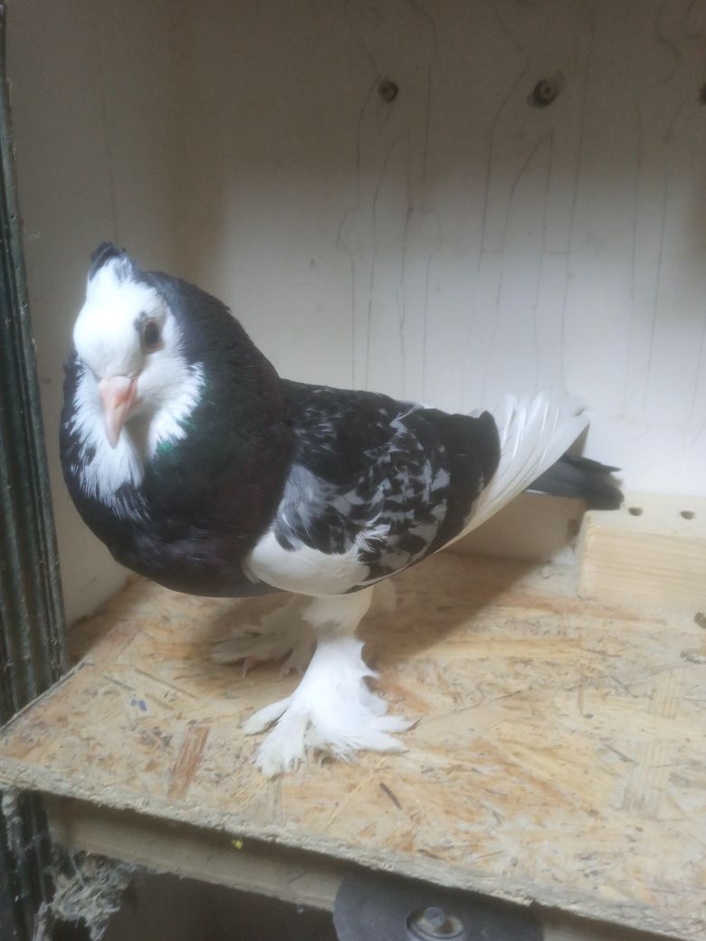Гарний Птах. (Дутиш)