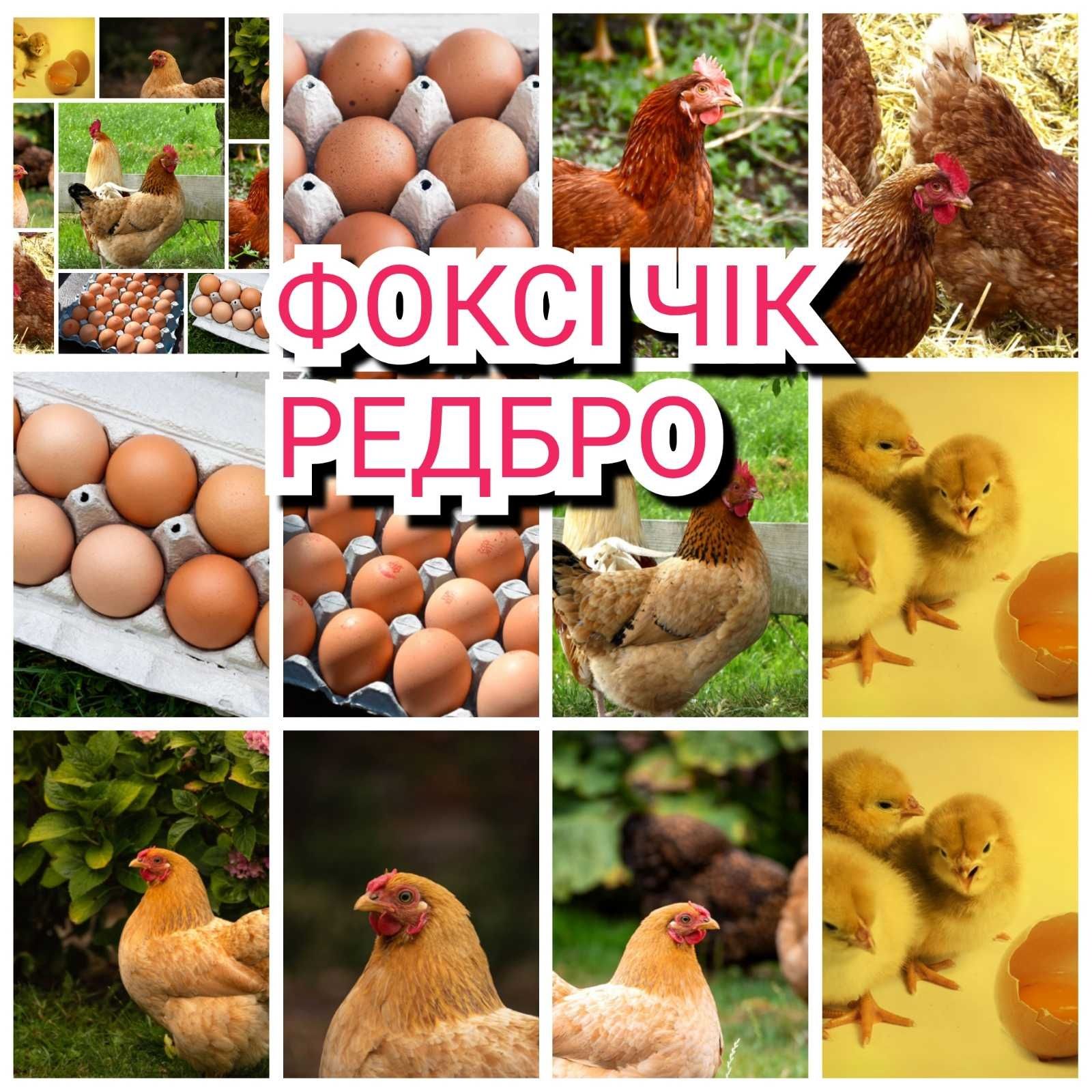 Яйце інкубаційне Редбро