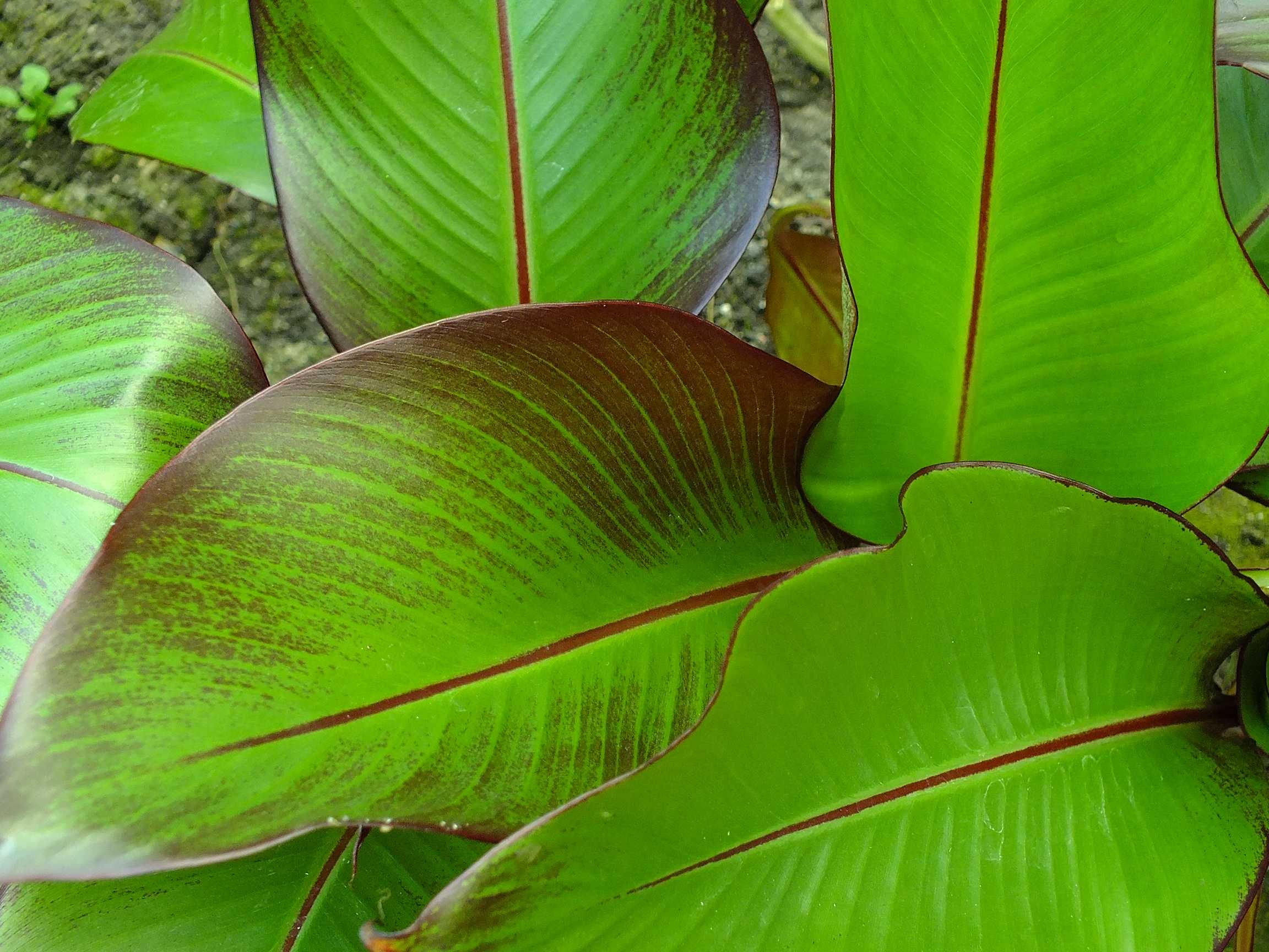 BANANOWIEC ABISYŃSKI
Ensete ventricosum "Maurelli" komplet 2 sadzonki