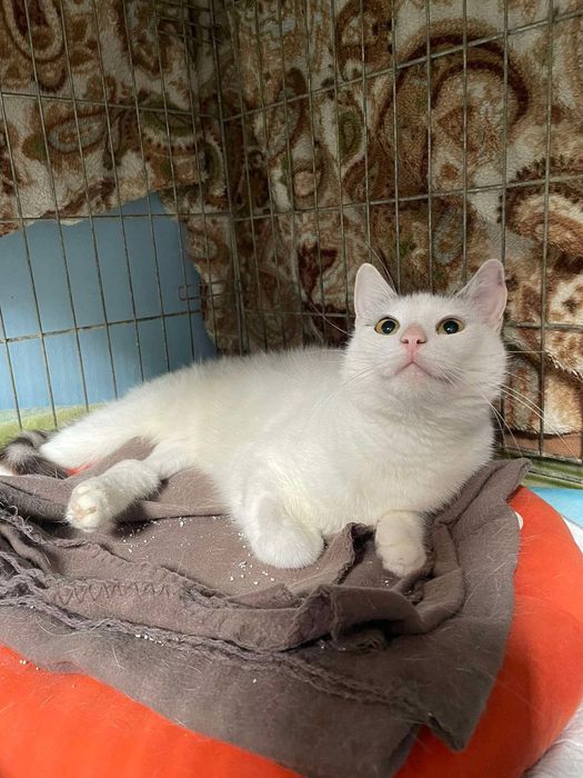 Kasia - koteczka która oszukała śmierć