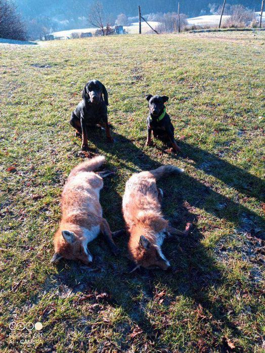 Gończy Polski Szczeniak