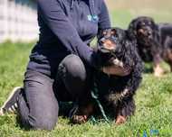 Czekuś starszy niewidomy psiak w typie cocer spaniel
