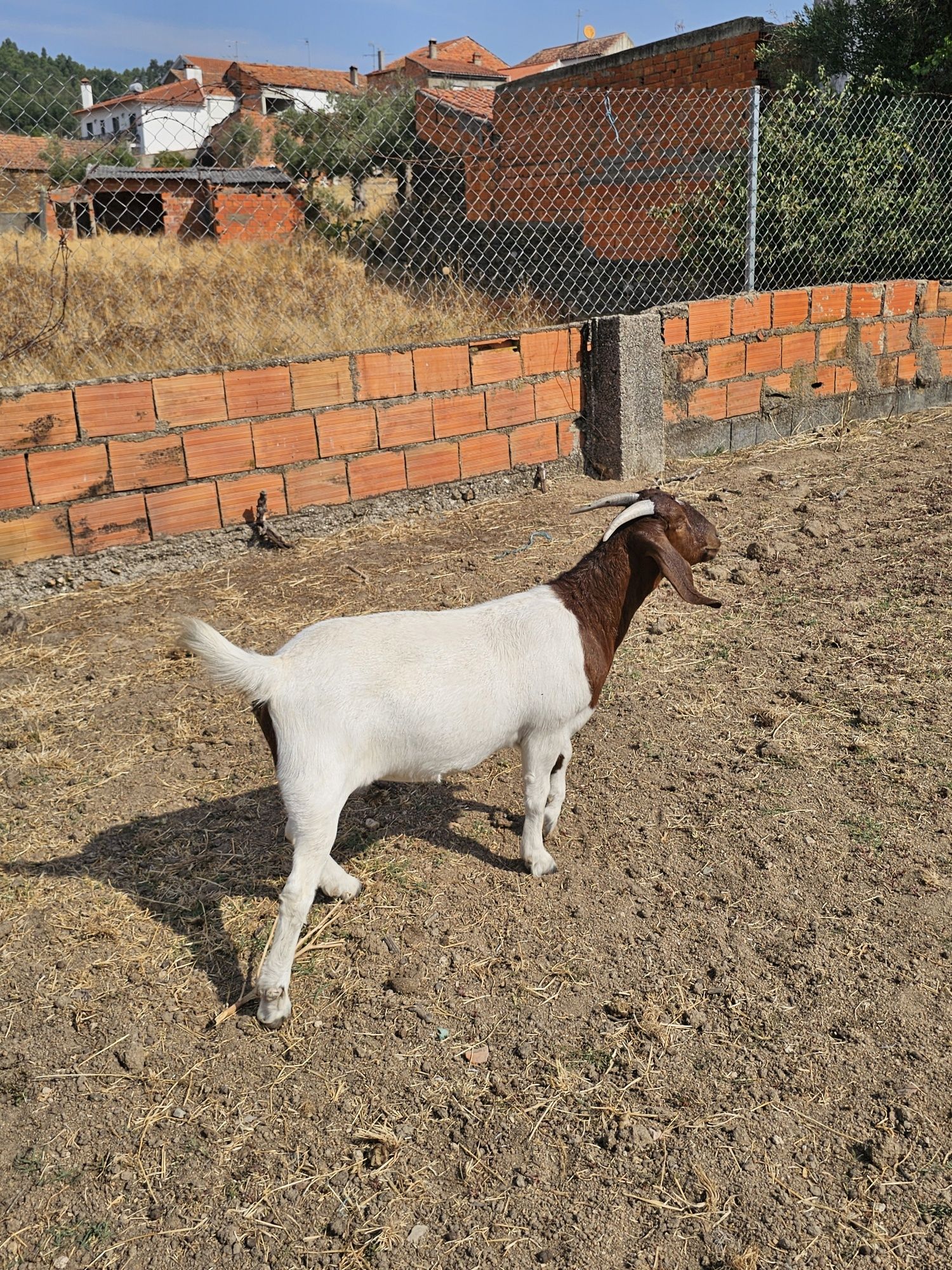 Fêmeas Boer disponíveis