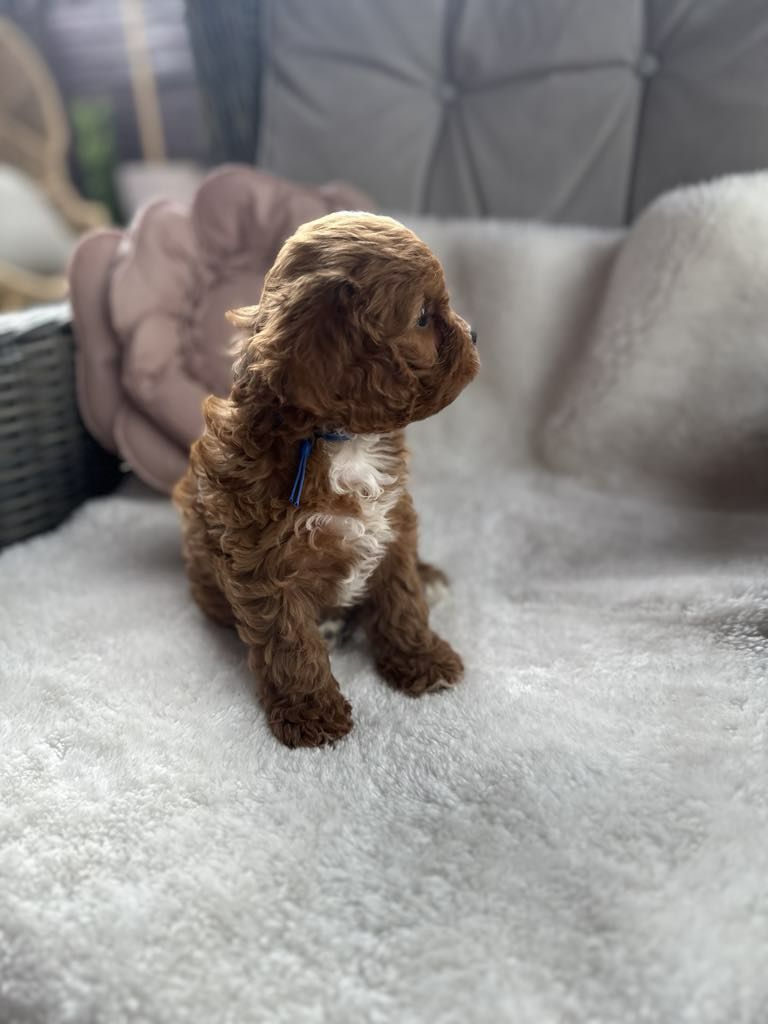 Przepiekny chlopiec Cavapoo