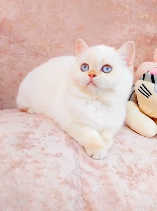 Чарівна дівчинка Біленька куколка