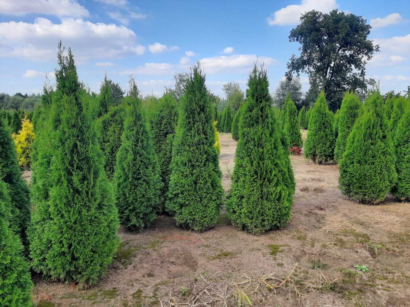 Thuja Szmaragd 160,180,200,220cm!Tuja Smaragd! Sadzimy! Dostawa! Tuje!