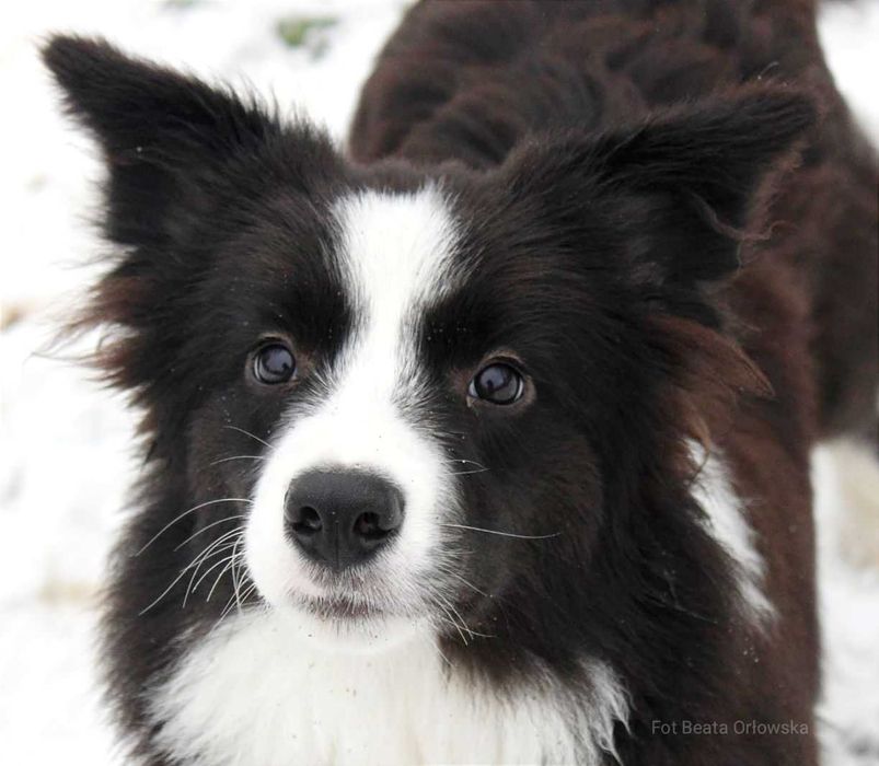 Border collie śliczny chłopczyk NERO - ZKwP - gotowy do zmiany domu