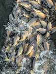 Karp i Zarybieniowy Kroczek
