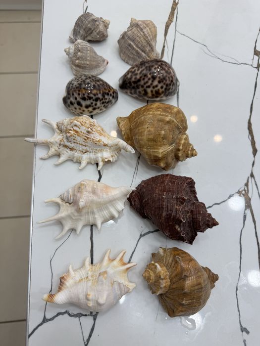Ракушки морские в отличном состоянии