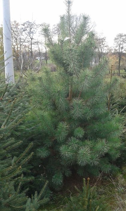 Choinki Żywe Jodła kaukaska hurt--detal